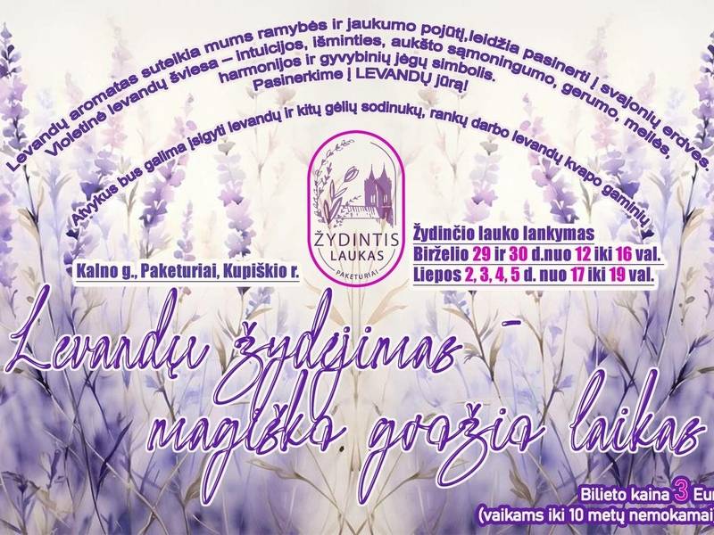 „Levandų žydėjimas – magiško grožio laikas“