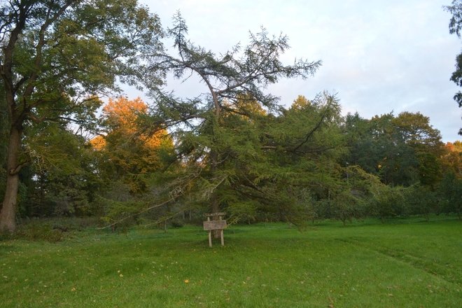 Stirniškių kurilinis maumedis