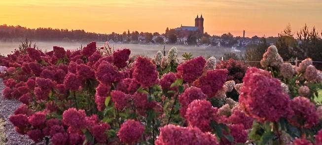 "The Blooming Field"