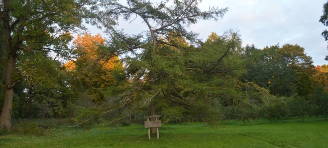 Stirniškių kurilinis maumedis